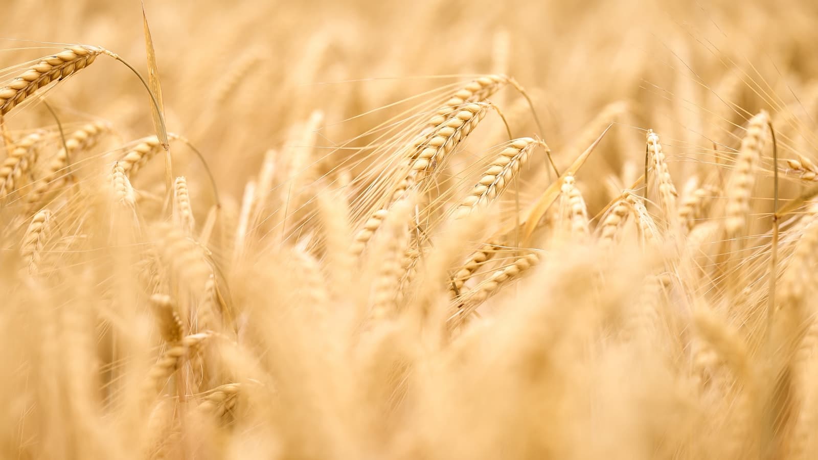 Feed Barley