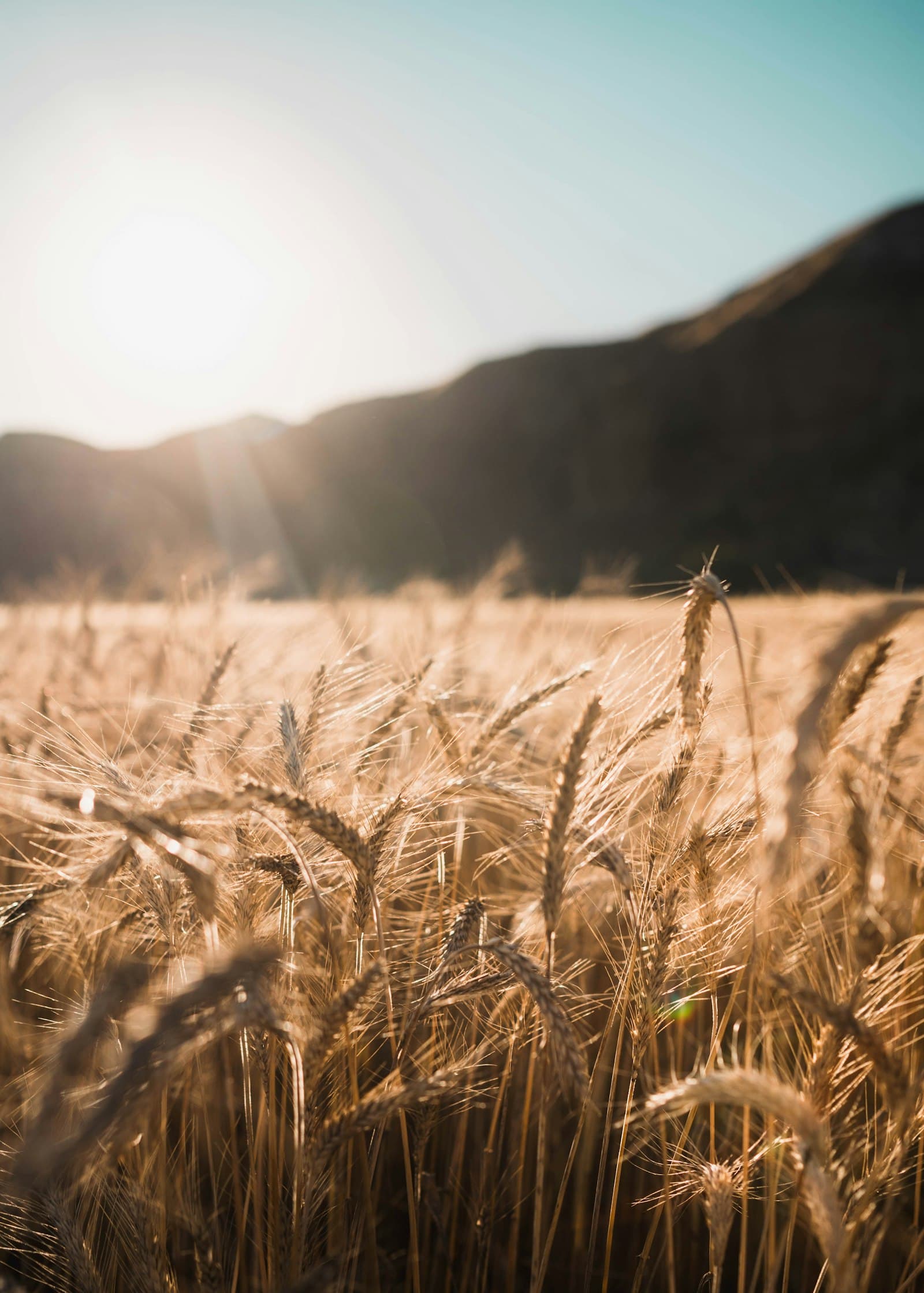 Feed Wheat
