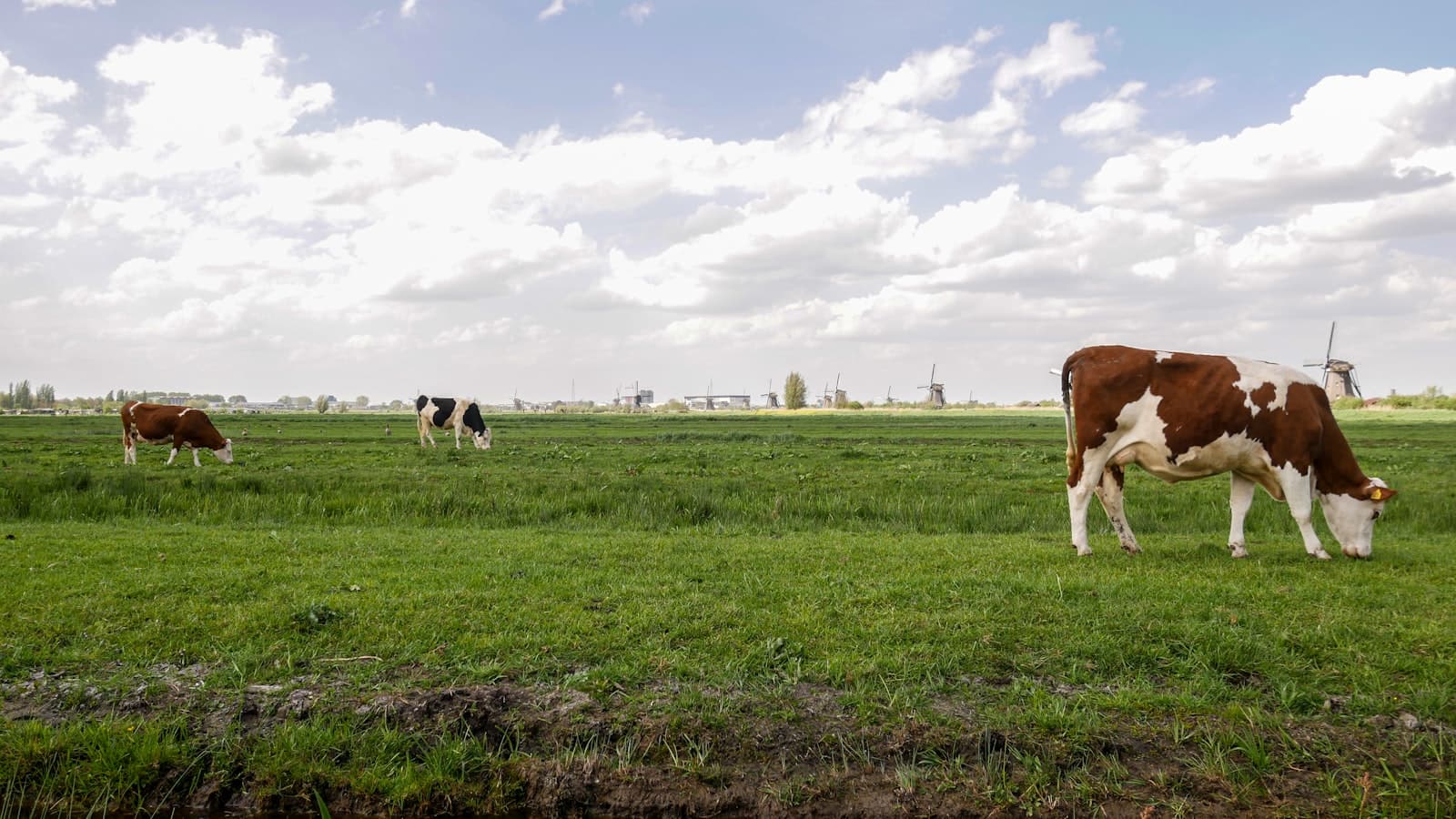 Finished Cattle