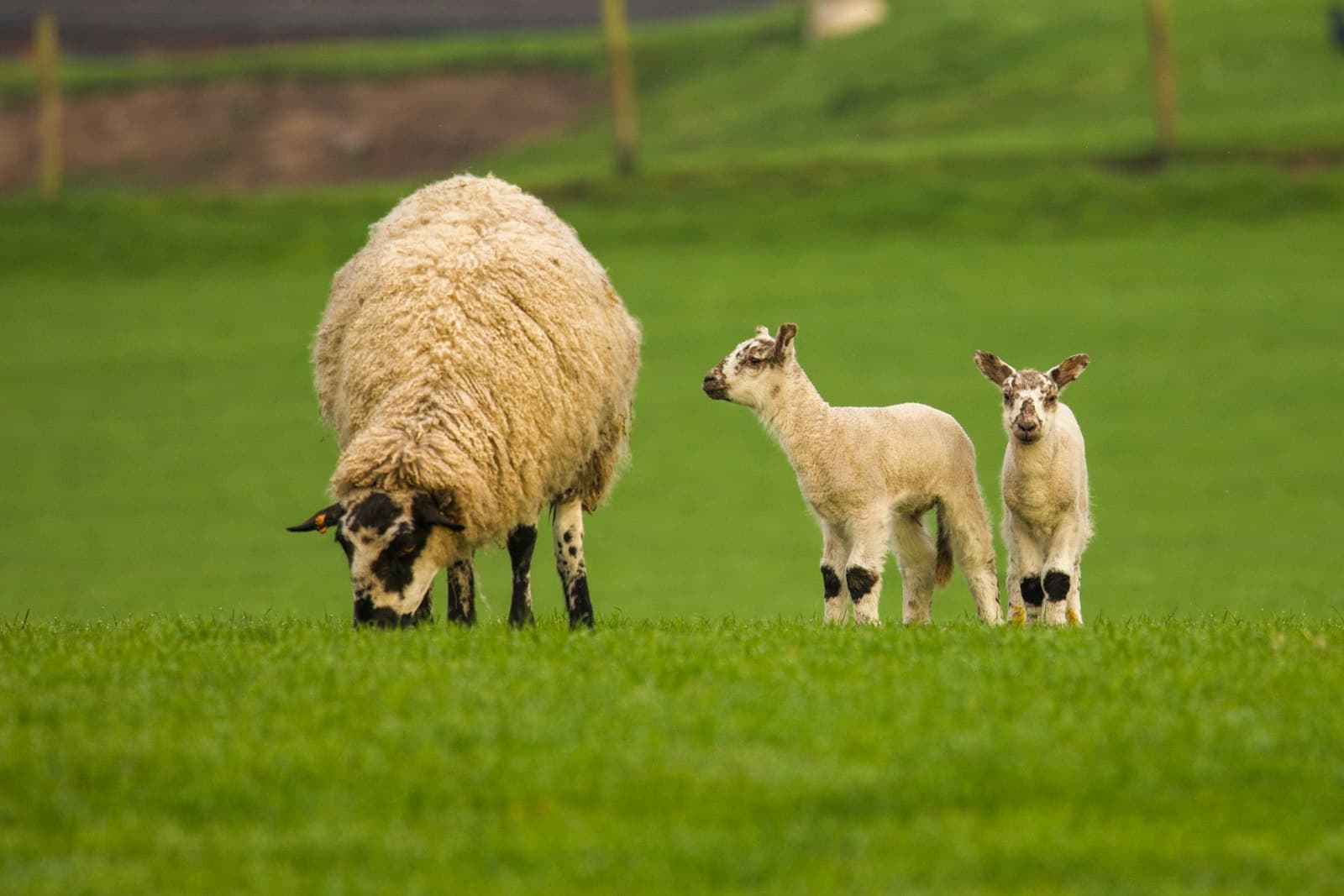 Lamb
