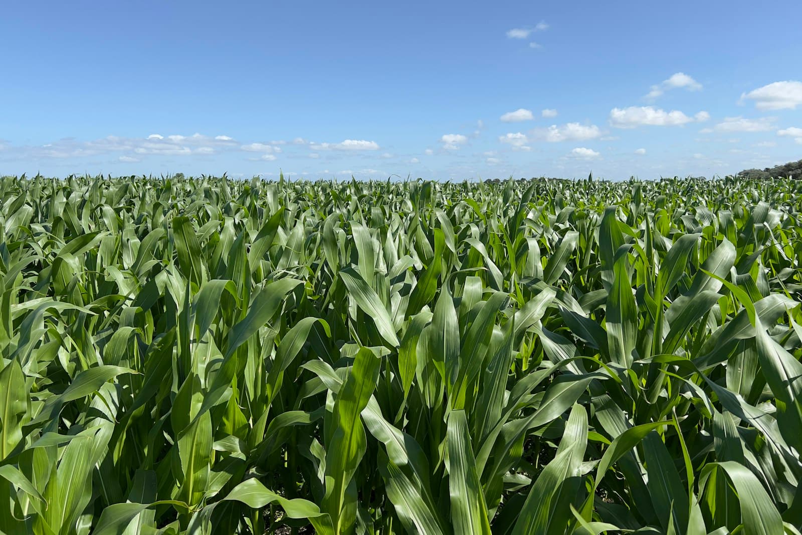 Maize