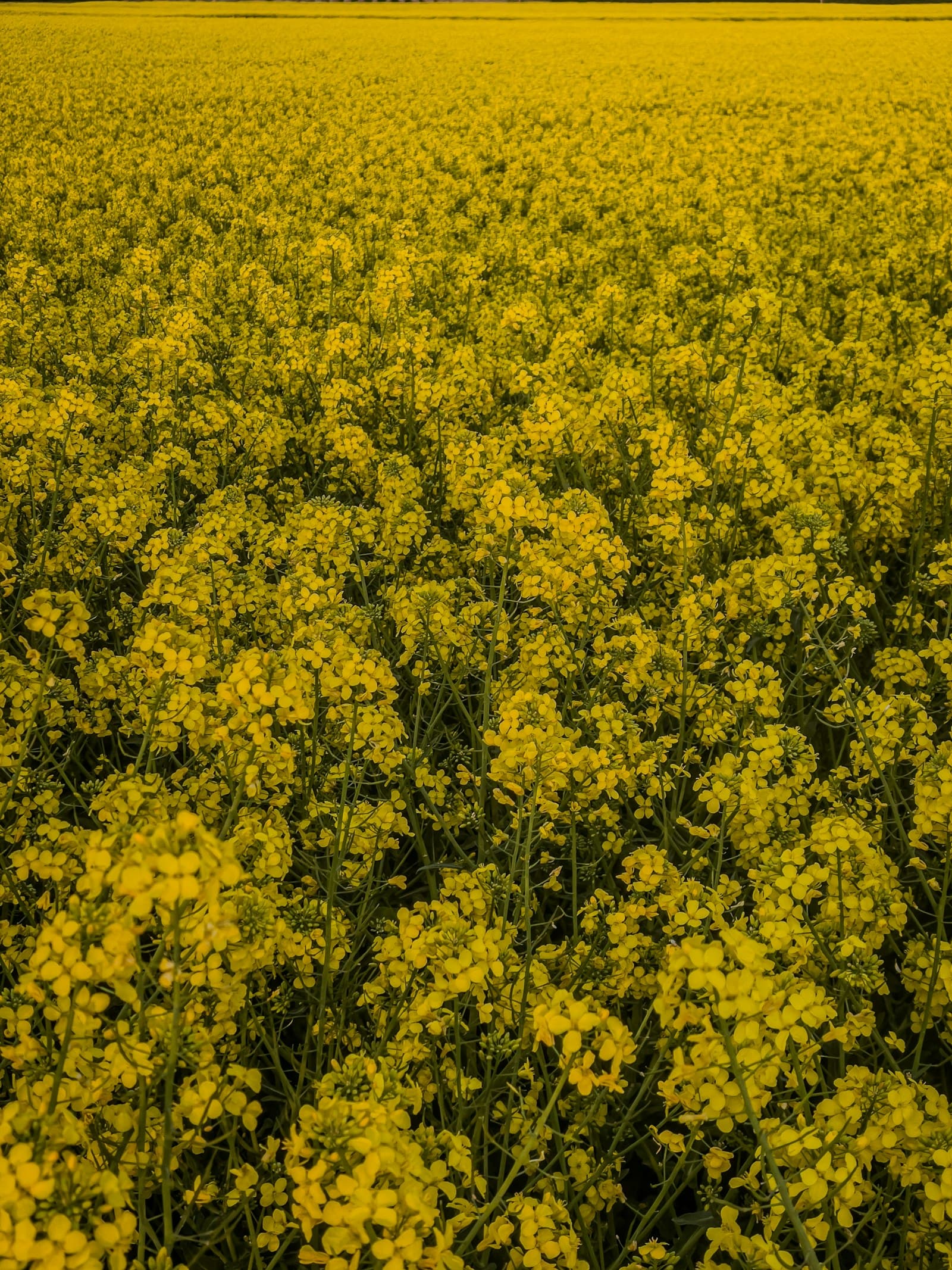 Oilseed Rape